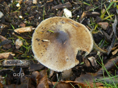 Volvariella speciosa, Alan Prowse